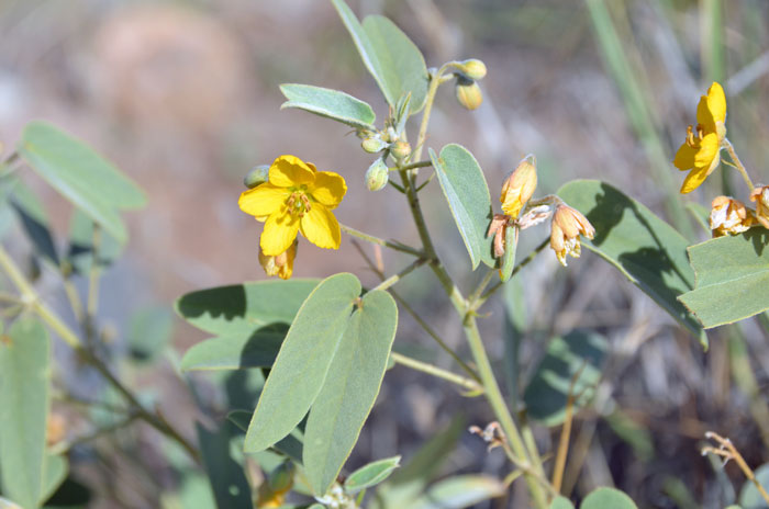 Twinleaf Senna has green or grayish-green leaves that are covered with soft hairs (tomentose). The twin oblong leaflets which sets it apart from Coves' Cassia, Senna covesii.  Senna bauhinioides